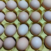 土鸡蛋 高品质